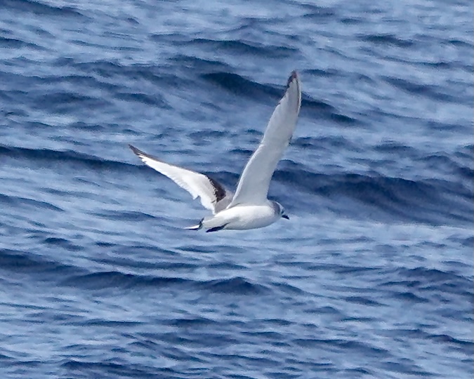 kittiwake